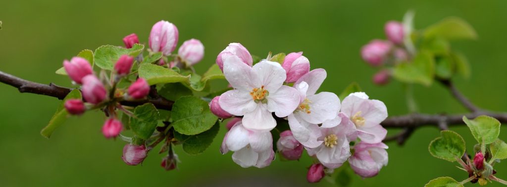 Apfelblüte, Iso Tuor, Pixabay