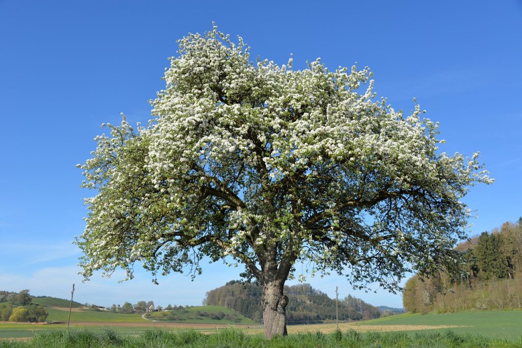 Einzelstehender Apfelbaum  (c) Michael Schwarzenberger, Pixabay